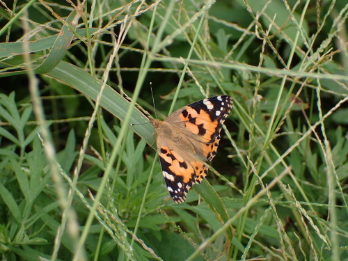 f0348480_17211731.jpg