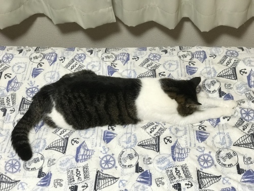 c0340786_17015495.jpeg