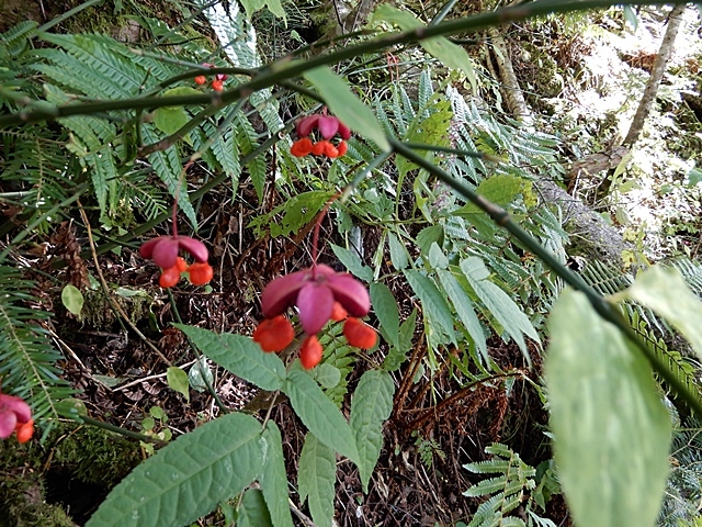f0357487_20483332.jpg