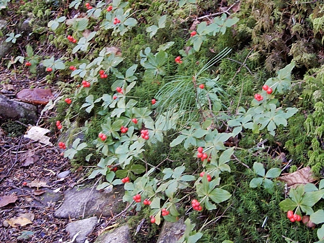 f0357487_20501847.jpg
