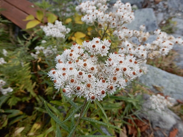 f0357487_20582285.jpg