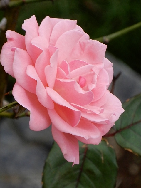 e0025300_21551212.jpg
