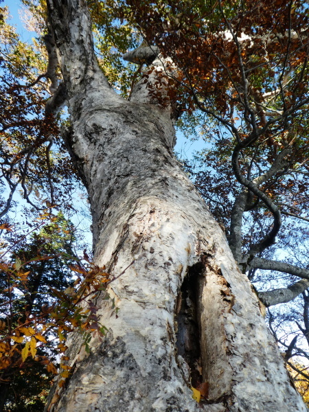 見ごろを向かえた紅葉　三方岩岳登頂_d0170615_17254800.jpg