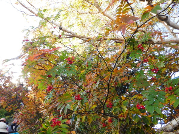 見ごろを向かえた紅葉　三方岩岳登頂_d0170615_17255613.jpg