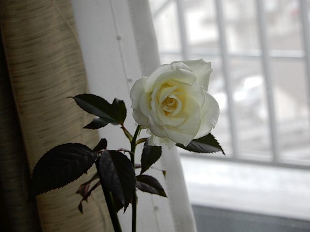 e0108126_20205949.jpg