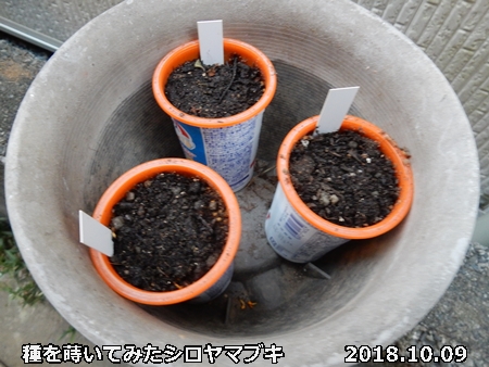 e0033229_1875124.jpg