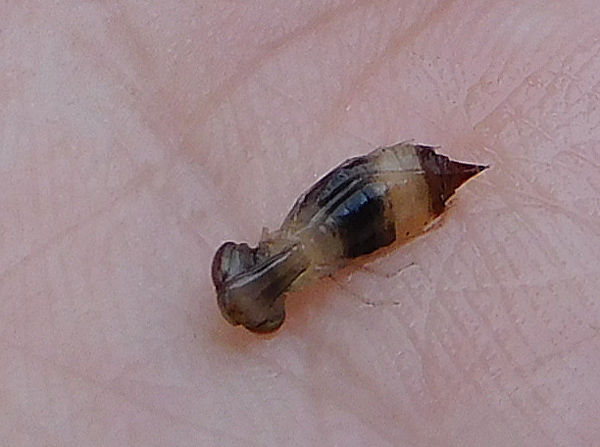 e0097534_16251654.jpg