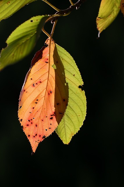 a0242438_20582556.jpg