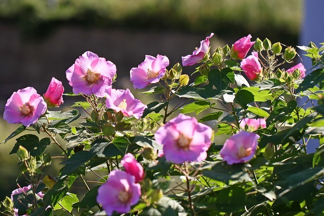 a0242438_20585875.jpg