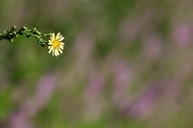 a0242438_20594722.jpg