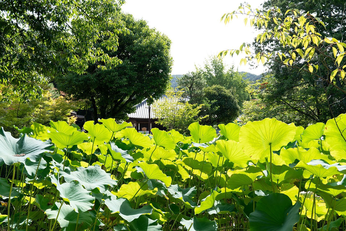 【国宝|法界寺】 行き方、見学のしかた (京都府 京都市) _b0212342_08304374.jpg
