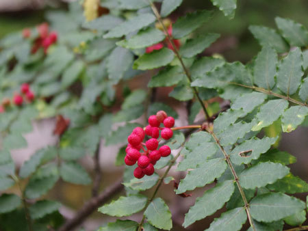 a0221044_10053872.jpg