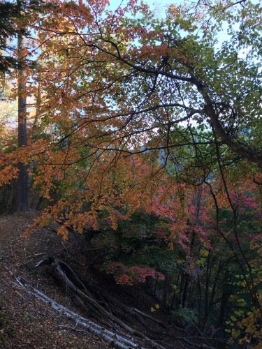 千曲川源流コースの紅葉具合_c0369344_19232050.jpeg