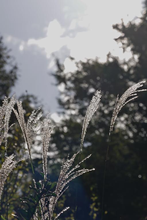 思い出のアルバム ひねもすのたりの時かいな