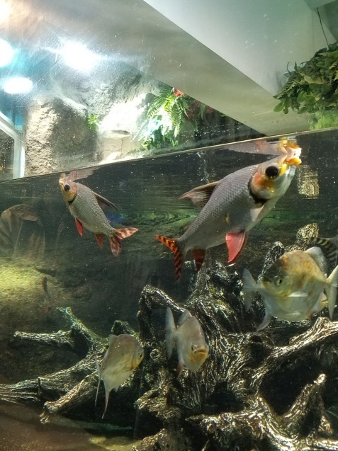 水族館へ_e0074955_07315728.jpg