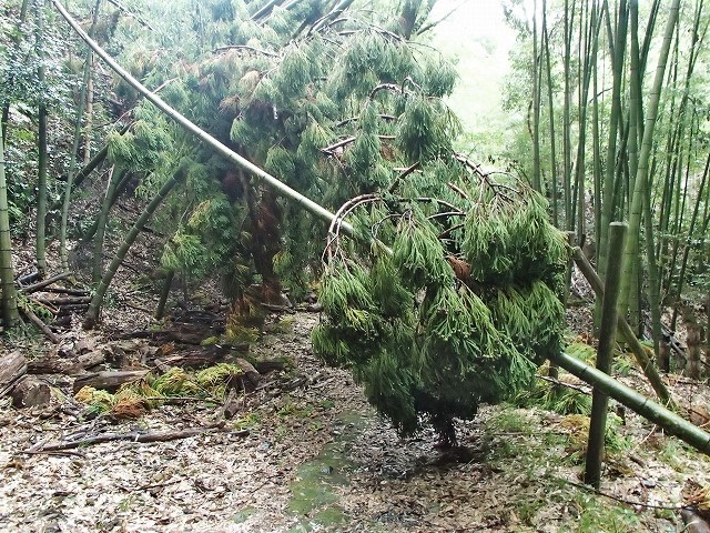 b0044663_14030426.jpg