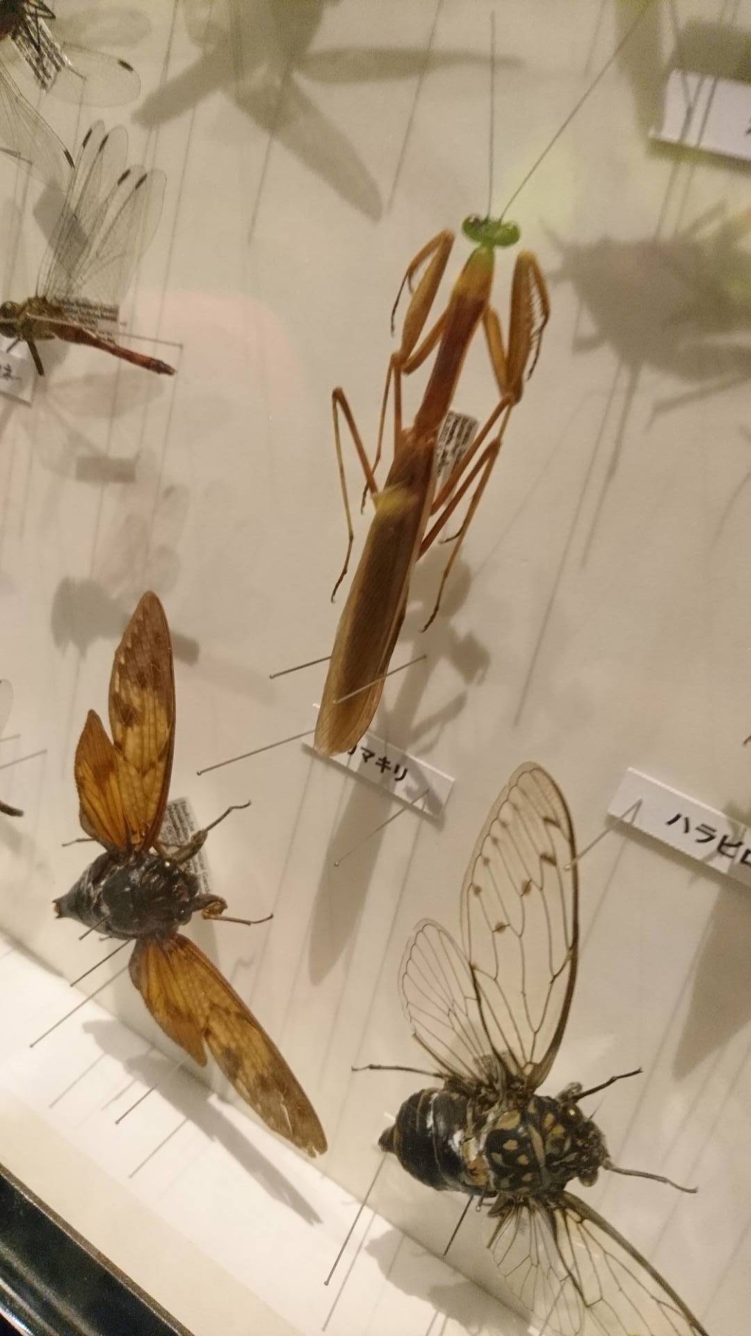 特別展「昆虫」@科博にて翠虹の蛾や蟻との共生生物などに魅了される_c0002171_20432098.jpg
