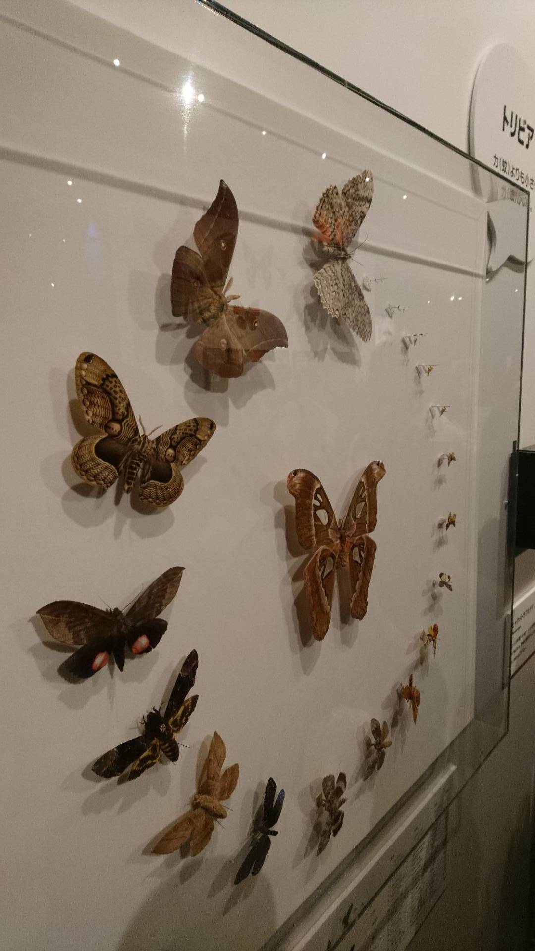 特別展「昆虫」@科博にて翠虹の蛾や蟻との共生生物などに魅了される_c0002171_20582657.jpg