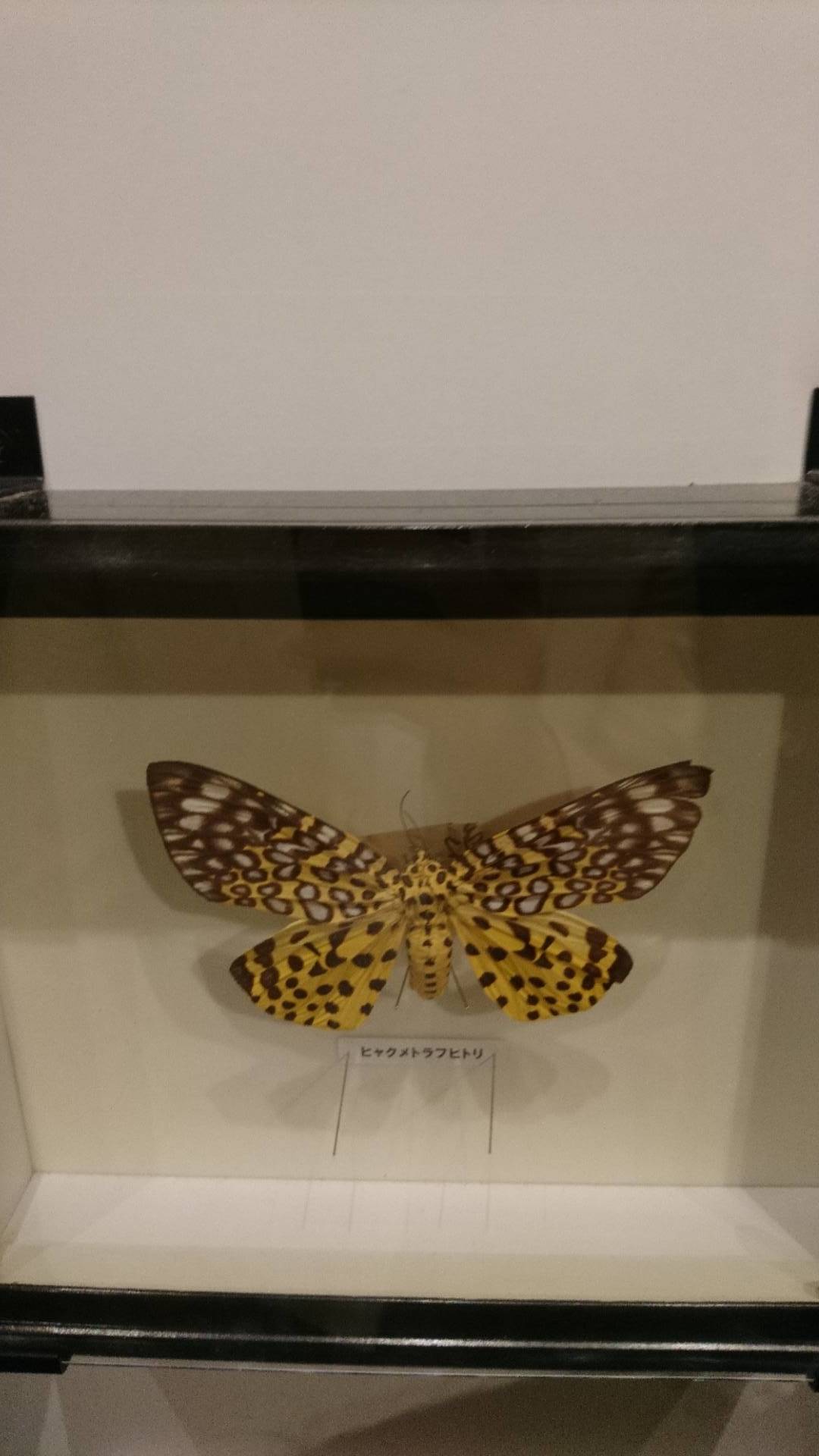 特別展「昆虫」@科博にて翠虹の蛾や蟻との共生生物などに魅了される_c0002171_20583833.jpg