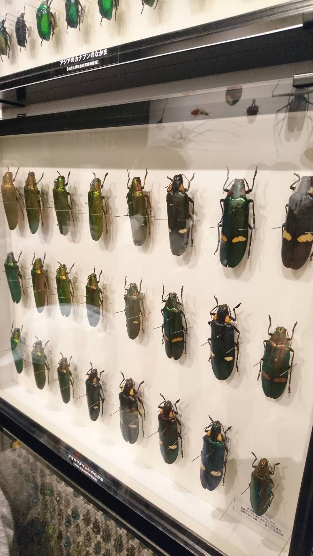 特別展「昆虫」@科博にて翠虹の蛾や蟻との共生生物などに魅了される_c0002171_21083733.jpg