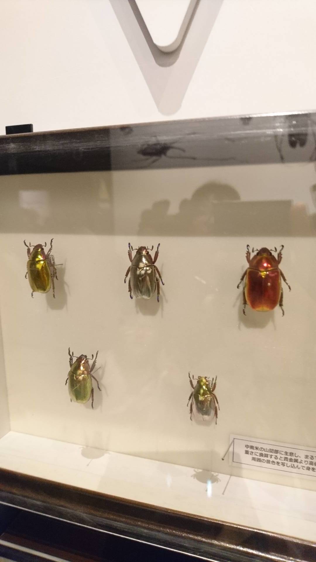 特別展「昆虫」@科博にて翠虹の蛾や蟻との共生生物などに魅了される_c0002171_21111419.jpg