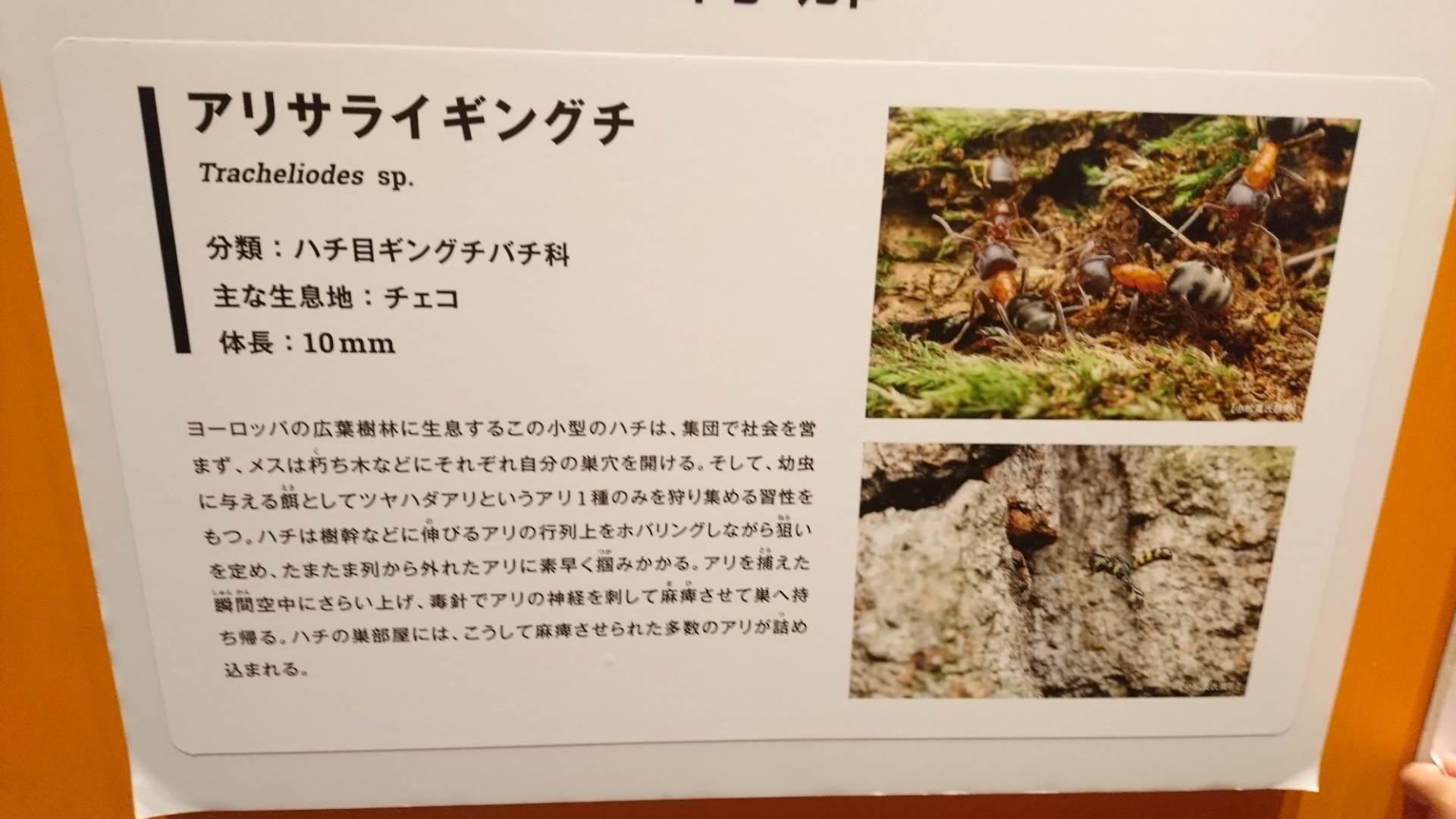特別展「昆虫」@科博にて翠虹の蛾や蟻との共生生物などに魅了される_c0002171_21221335.jpg