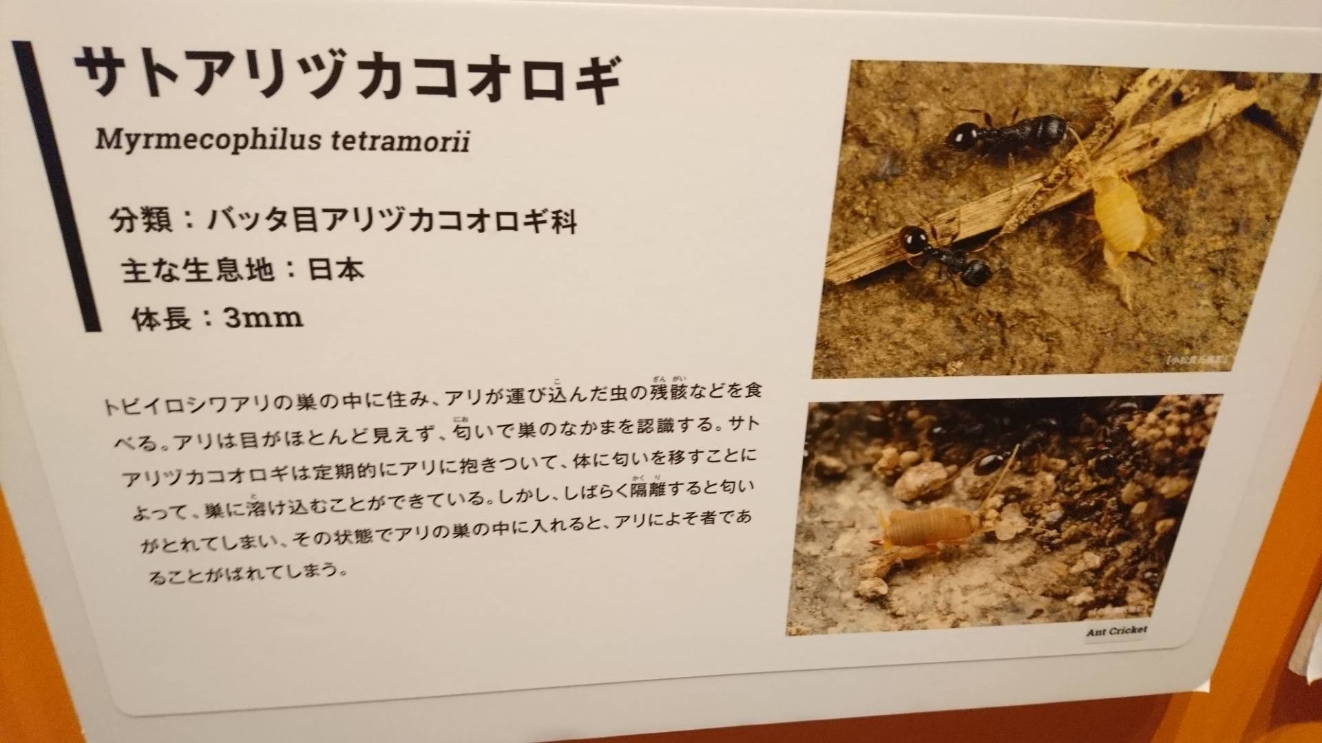 特別展「昆虫」@科博にて翠虹の蛾や蟻との共生生物などに魅了される_c0002171_21230853.jpg