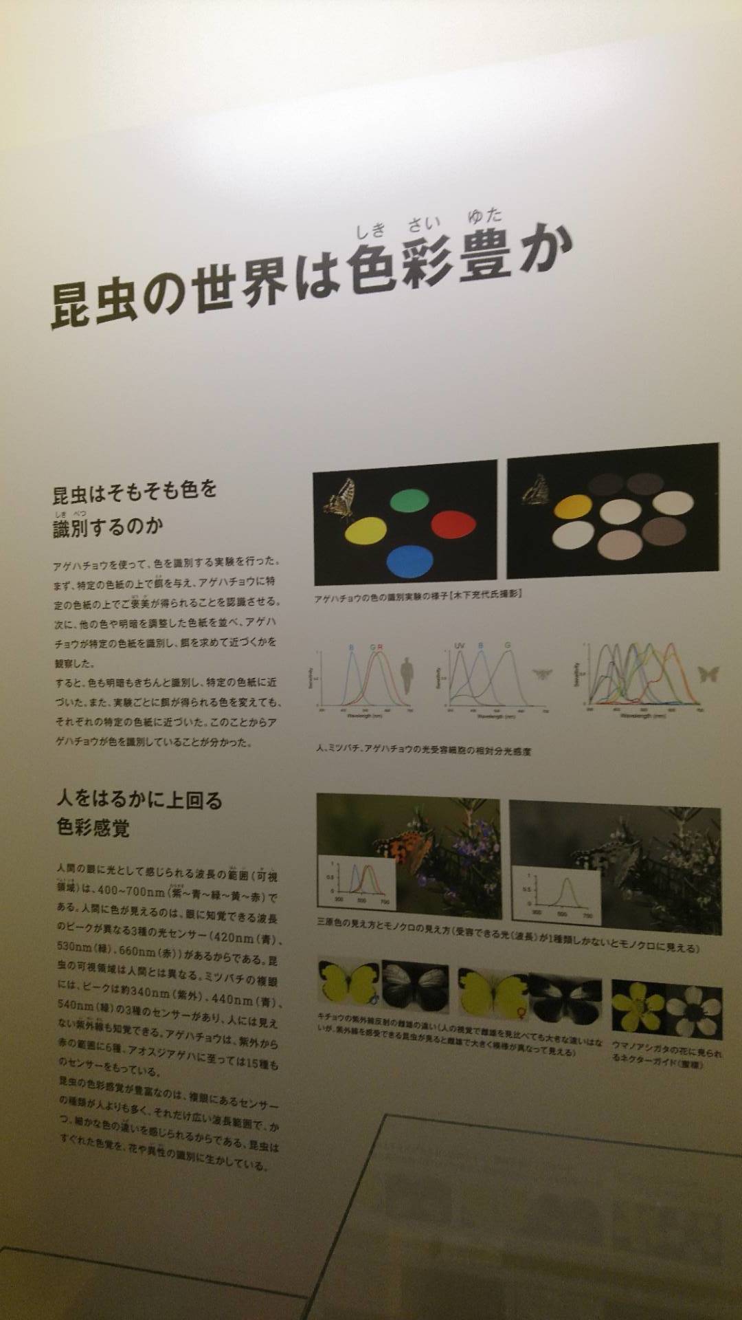 特別展「昆虫」@科博にて翠虹の蛾や蟻との共生生物などに魅了される_c0002171_21261897.jpg