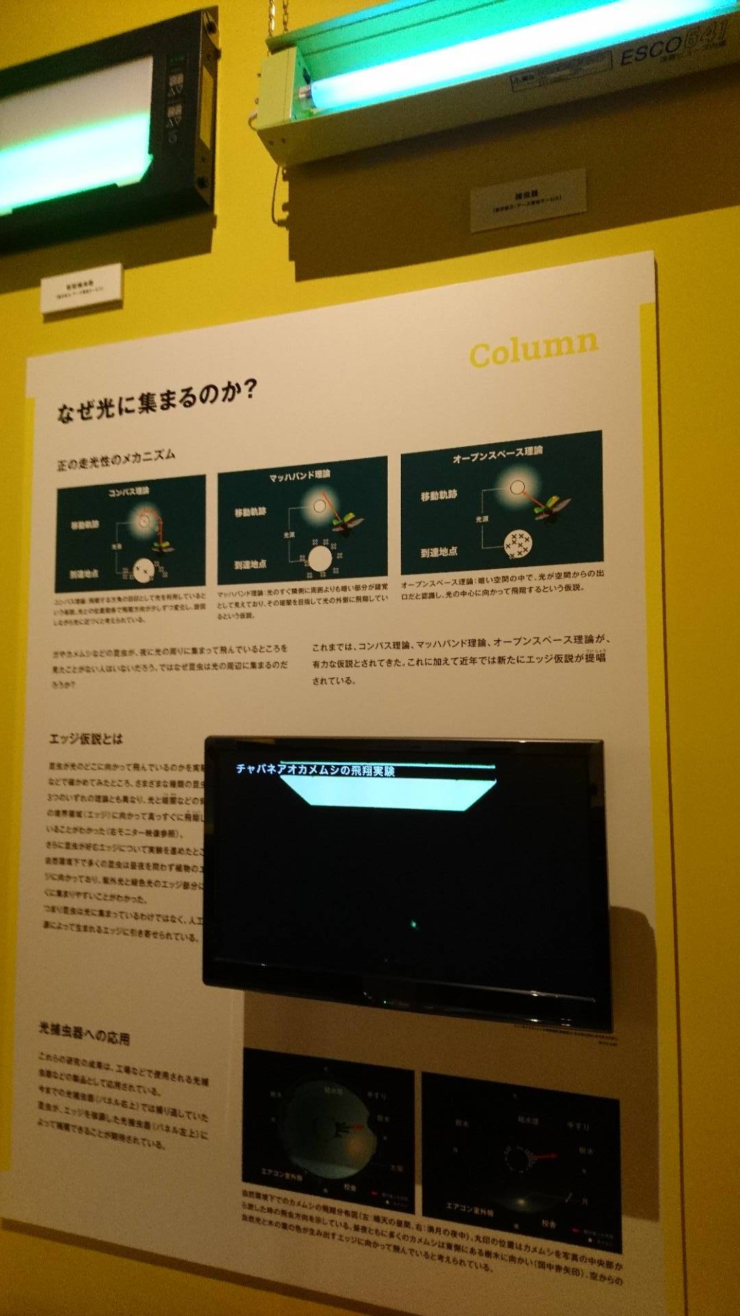 特別展「昆虫」@科博にて翠虹の蛾や蟻との共生生物などに魅了される_c0002171_21265691.jpg