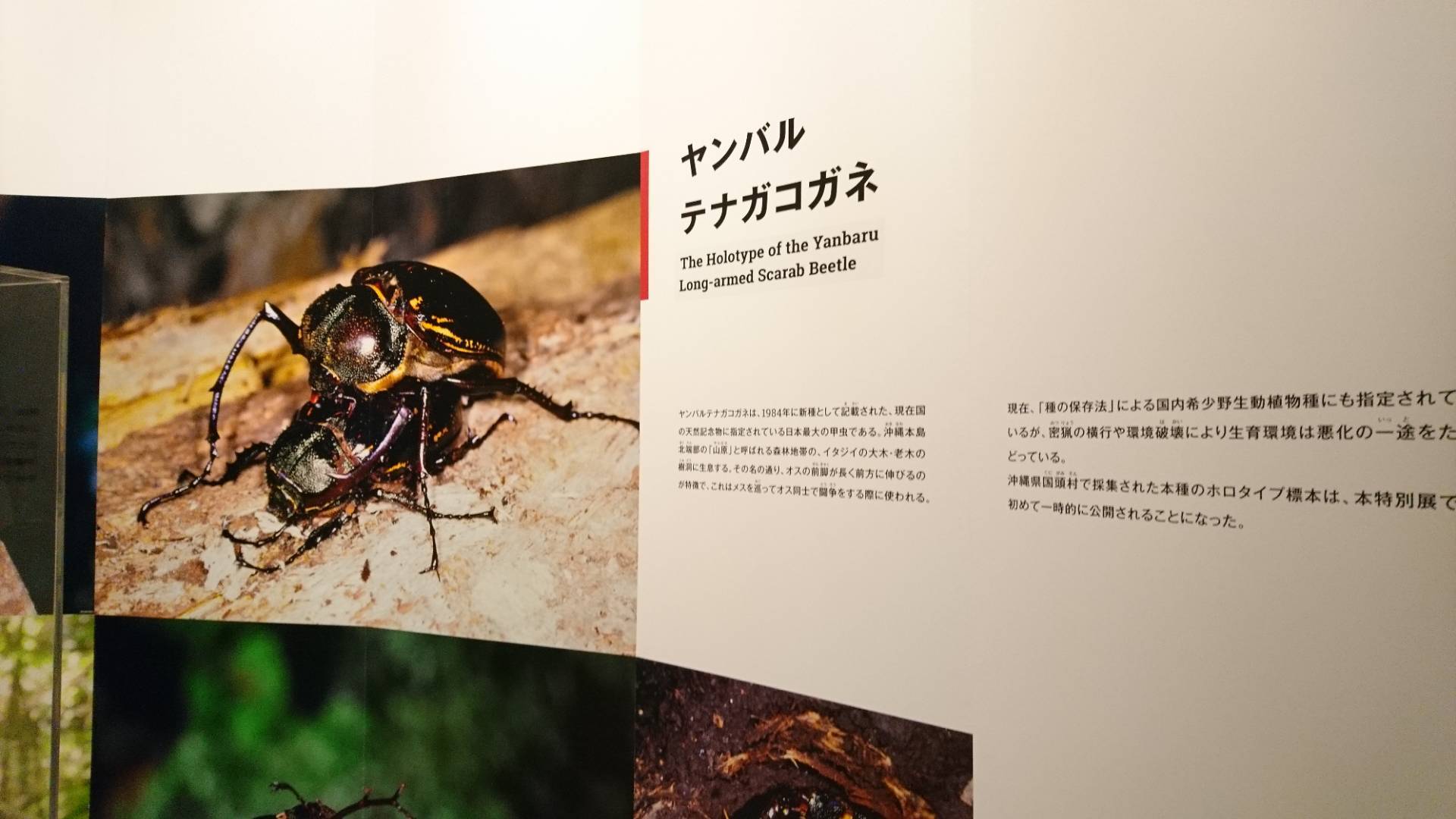 特別展「昆虫」@科博にて翠虹の蛾や蟻との共生生物などに魅了される_c0002171_21402098.jpg