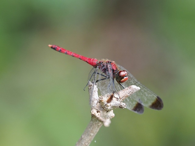 d0156387_18195252.jpg