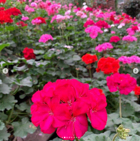 e0199691_00313207.gif