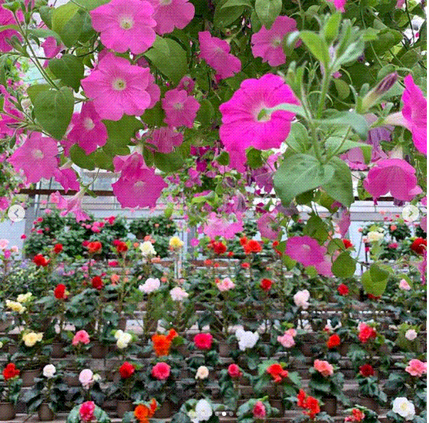 e0199691_00315676.gif