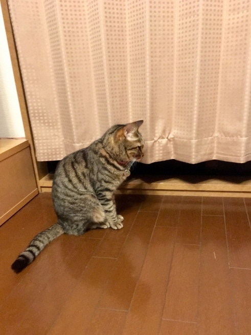 c0362401_17405515.jpeg
