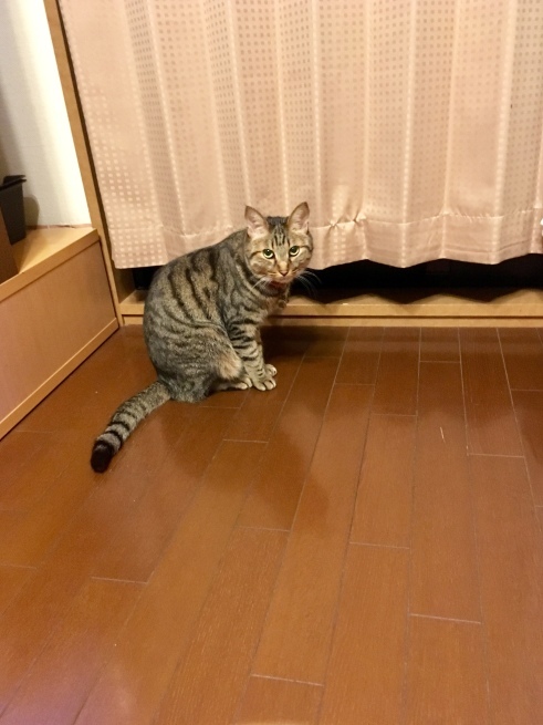 c0362401_17413238.jpeg