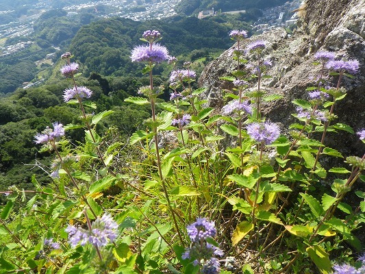 18-10：琴ノ尾､仙吾､丸田岳（ダンギク）　_f0187402_20033217.jpg