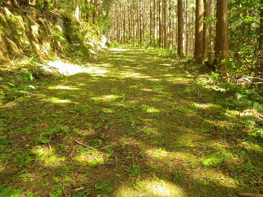 18-10：琴ノ尾､仙吾､丸田岳（ダンギク）　_f0187402_20042649.jpg