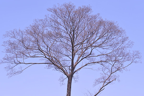 ケヤキの木 : 三月うさぎの写真帖