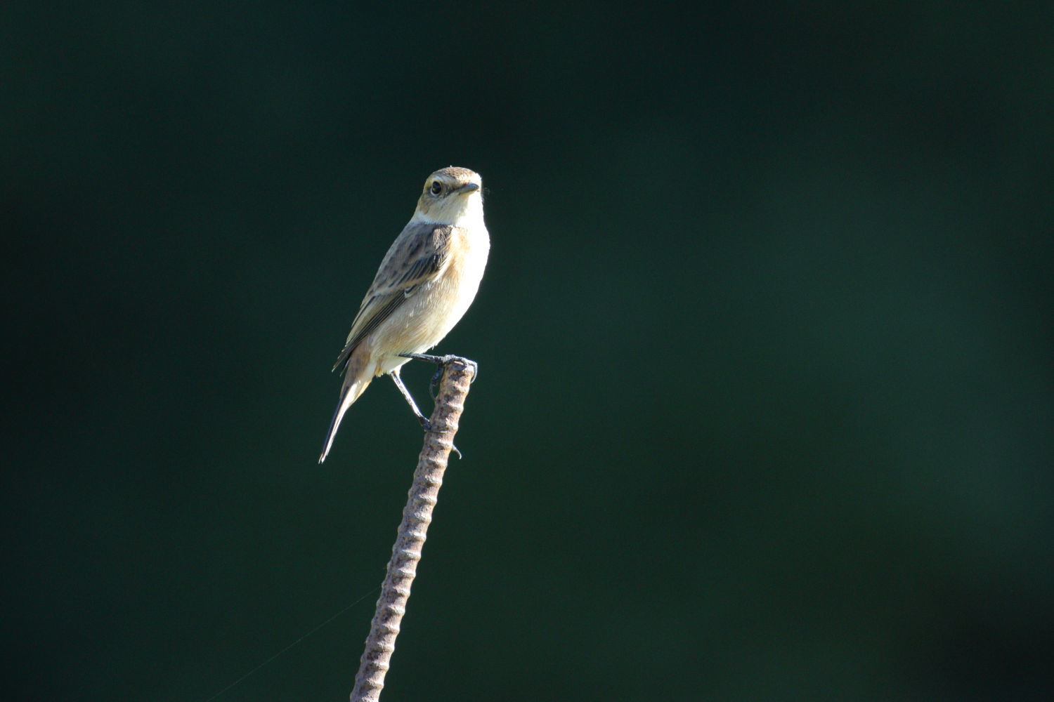 f0349409_20112594.jpg
