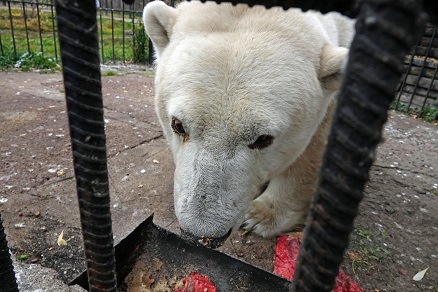 ボリシェリェーチェ動物園へ ～ グーリャさん、初めまして！！_a0151913_23415071.jpg