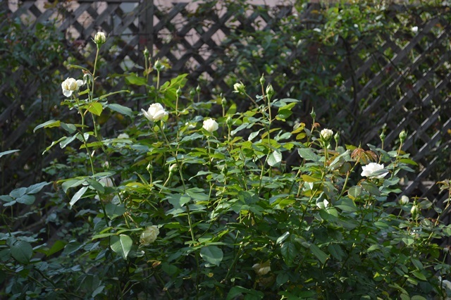 d0096422_06271573.jpg