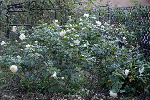 d0096422_06333492.jpg