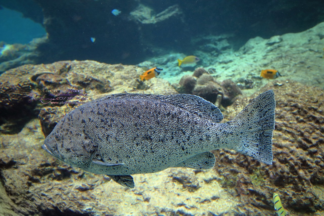 まゝに/10月の夏休み.沖縄3 美ら海水族館_d0342426_21012903.jpg