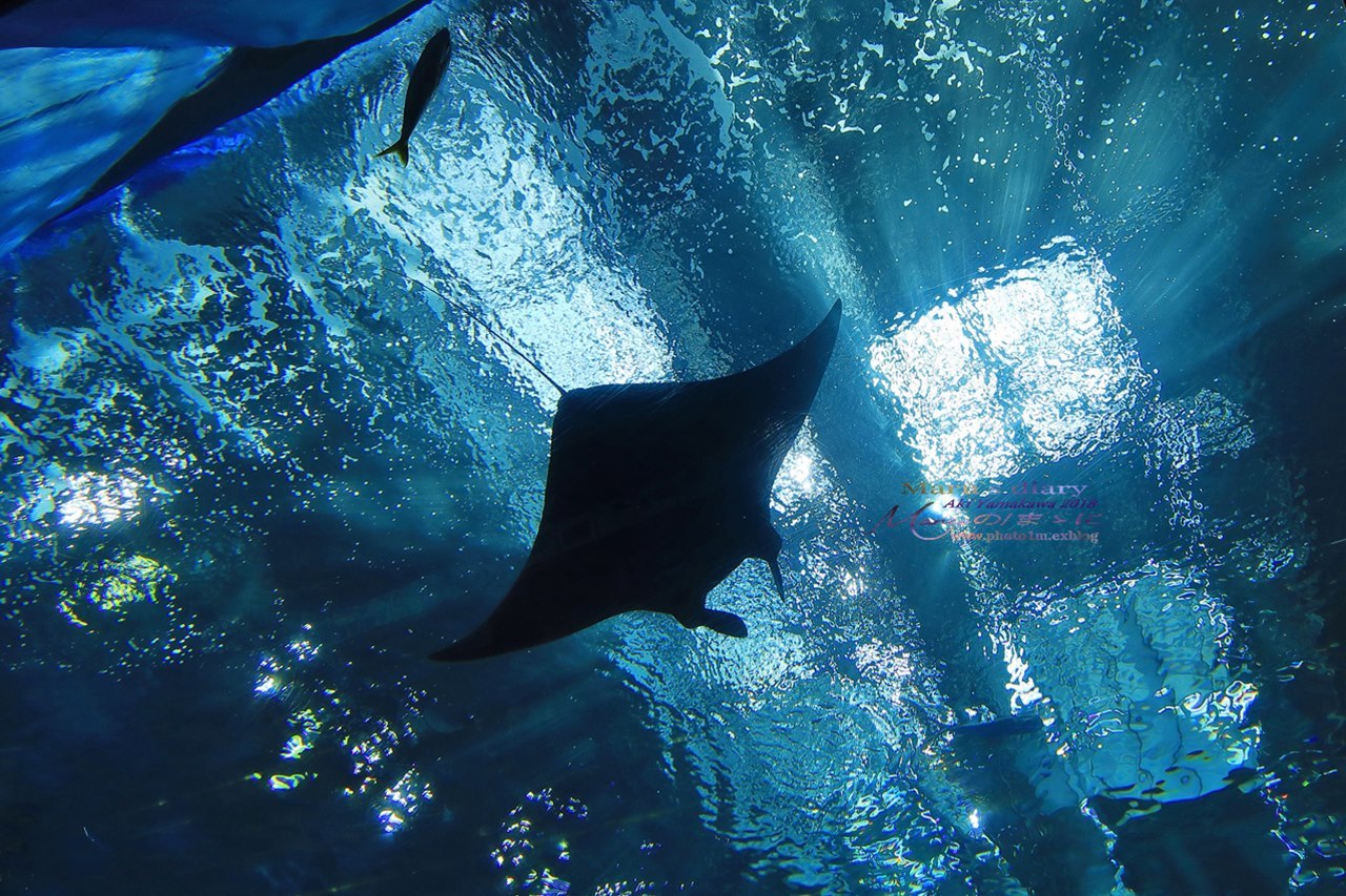 まゝに/10月の夏休み.沖縄3 美ら海水族館_d0342426_21043714.jpg