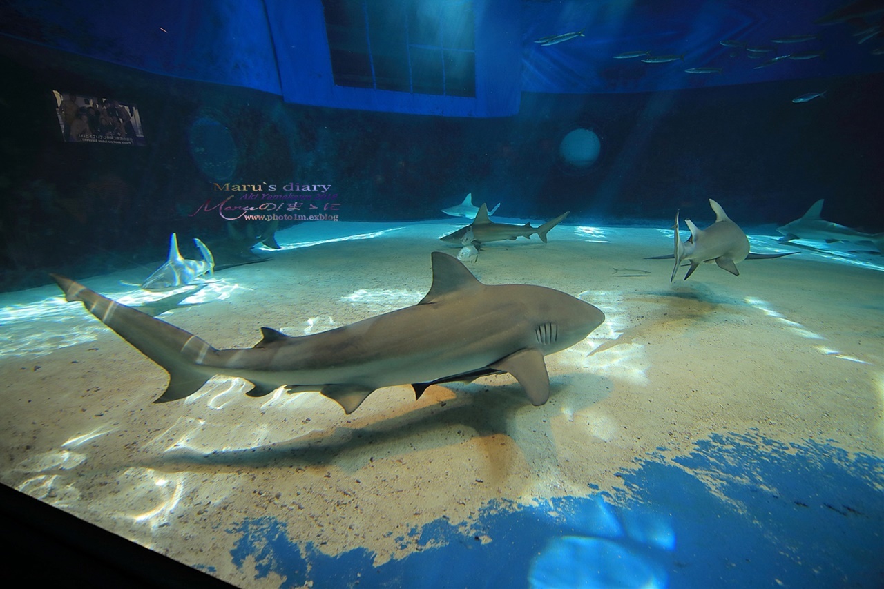 まゝに/10月の夏休み.沖縄3 美ら海水族館_d0342426_21043719.jpg