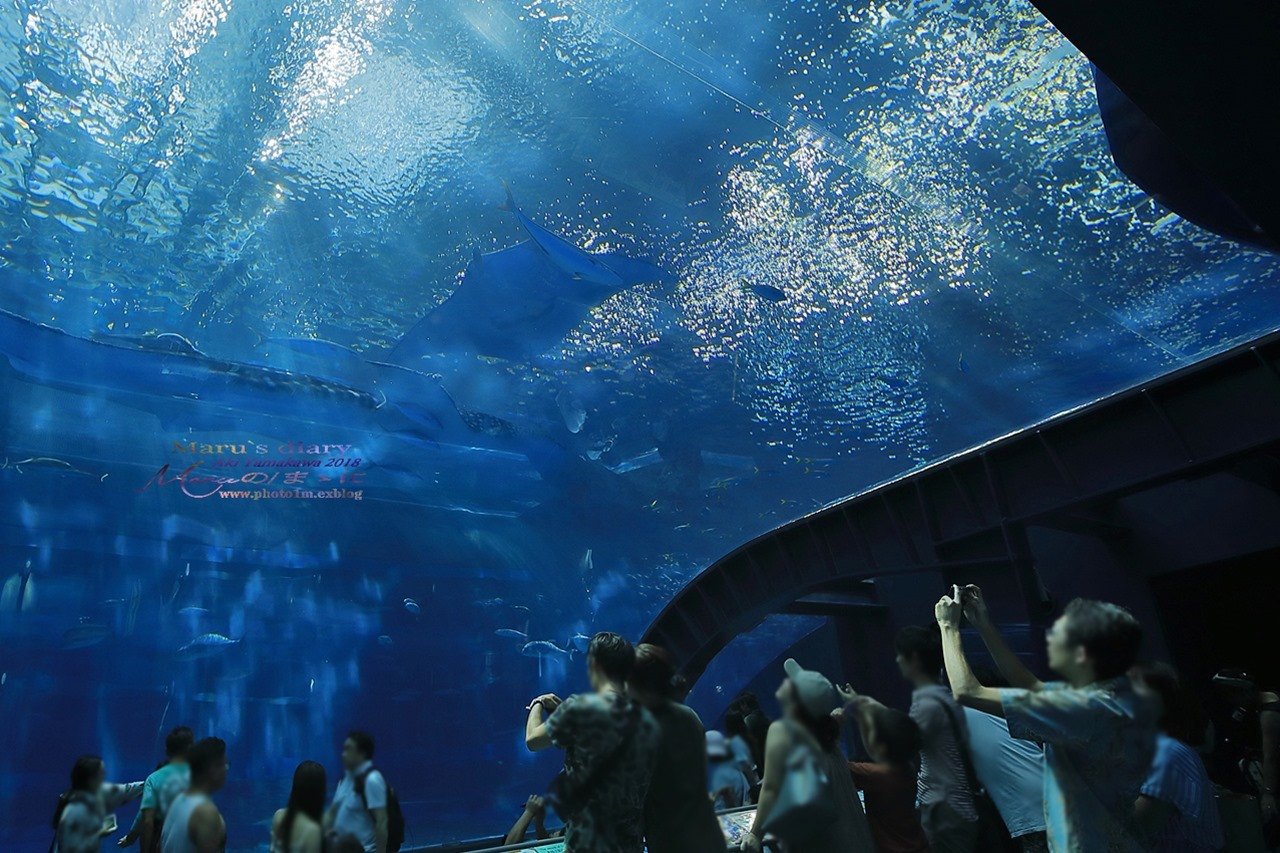まゝに/10月の夏休み.沖縄3 美ら海水族館_d0342426_21043821.jpg