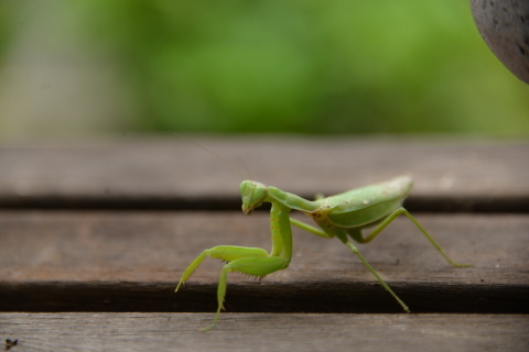 カマキリ君の観察_e0335926_00290802.jpg