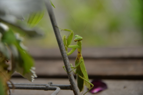 カマキリ君の観察_e0335926_00302454.jpg