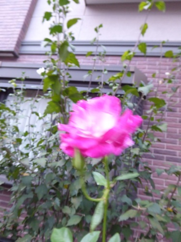 夫の右眼手術の日_a0050728_12574079.jpeg