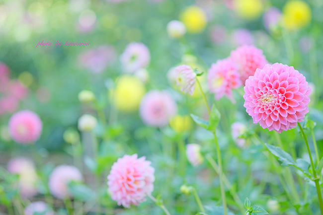 両神山麓花の郷ダリア園 埼玉県秩父郡 Photographie De La Couleur